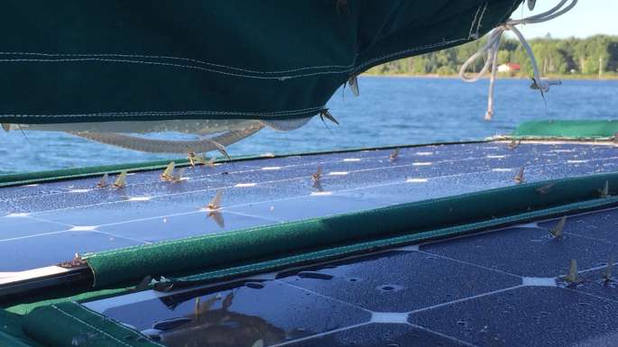 Batchawana Bay Mayflies - The Boat was Covered with Them